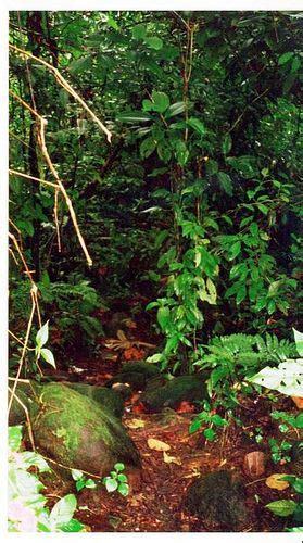 Costa Rican Rainforest Rainforest Tropical Plants Nature