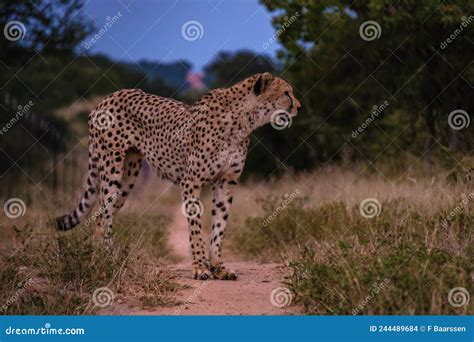 Africa Cheetah Stock Image Cartoondealer Com