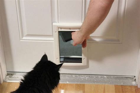 Doors With Built In Cat Doors Encycloall