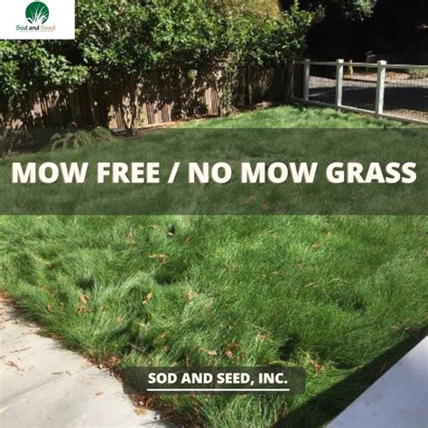 Mow Free No Mow Grass Sod And Seed