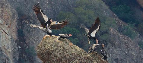 California Condor Facts Pinnacles National Park U S National Park