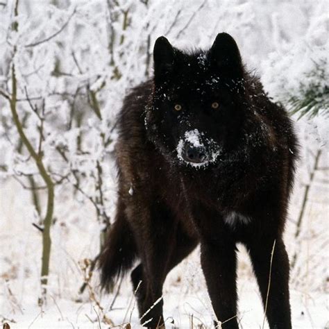Looking to download safe free latest software now. 10 Best Black Wolf Wallpaper 1920X1080 FULL HD 1920×1080 For PC Desktop 2019