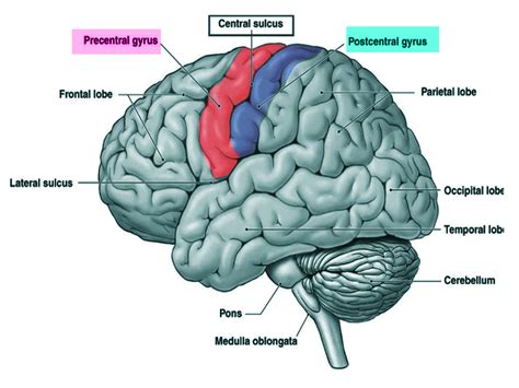 Neuroanatomy Postcentral Gyrus Article