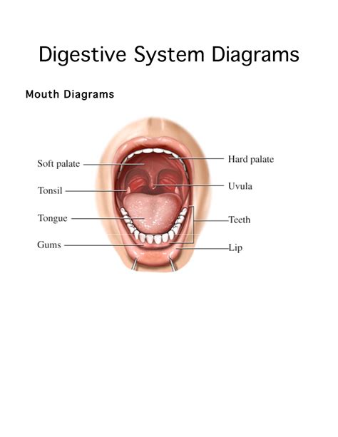 Digestive System Diagrams Mouth Diagrams Salivary Glands Anatomy O