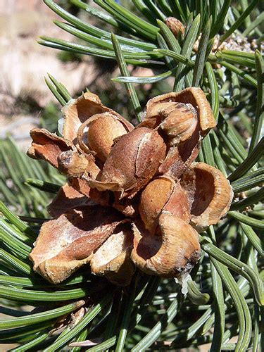 Pinus Edulis