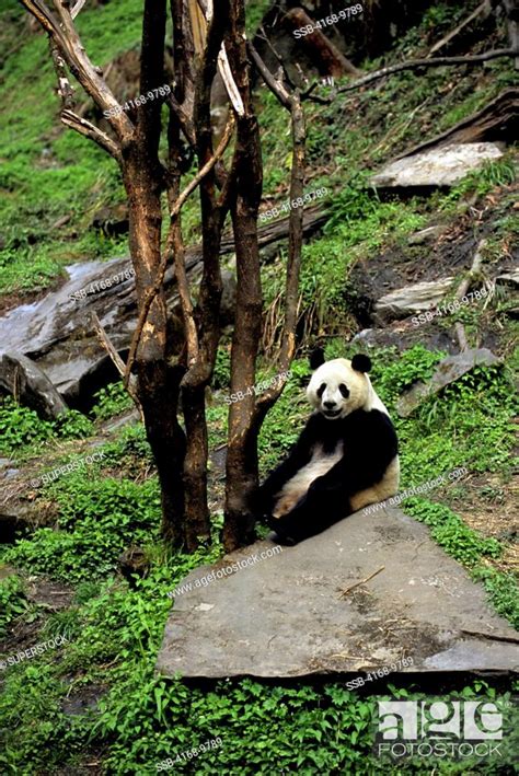 China Sichuan Province Wolong Panda Reserve Giant Panda Ailuropoda