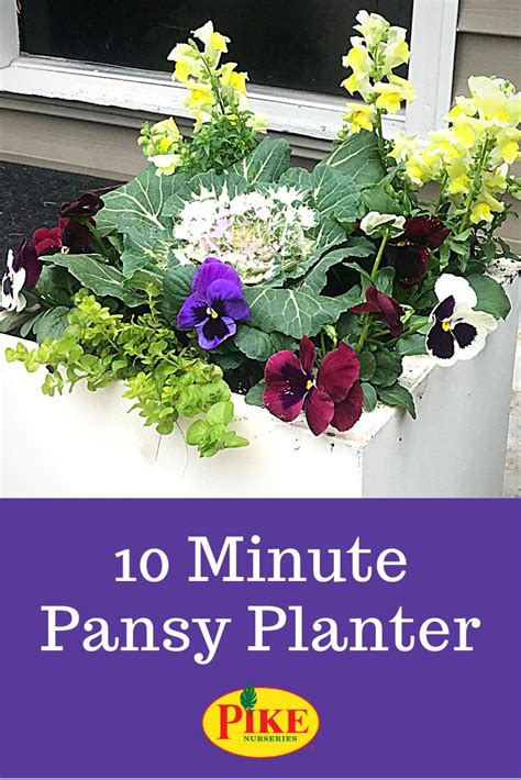 We garden in a very windy spot. Use cold-loving flowers to create a colorful container ...