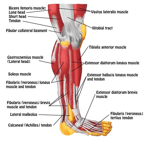 Leg Anatomy Muscles Ligaments And Tendons Muscles Of The Anterior Leg