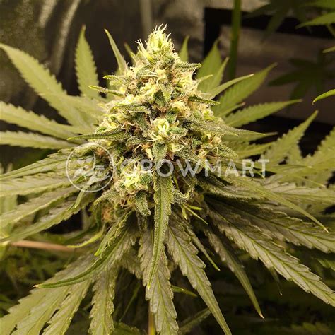 Buddha Seeds Buddha Kraken Feminizovaná Semínka Konopí Growmartcz