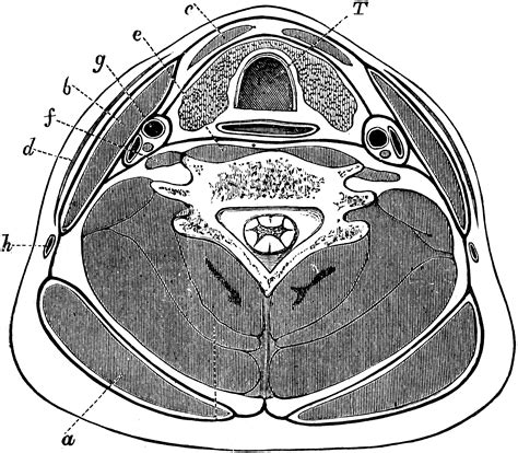 Transverse Section Of The Neck Clipart Etc