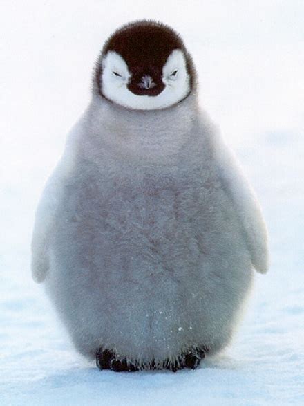 Funny Animals Cute Baby Penguins