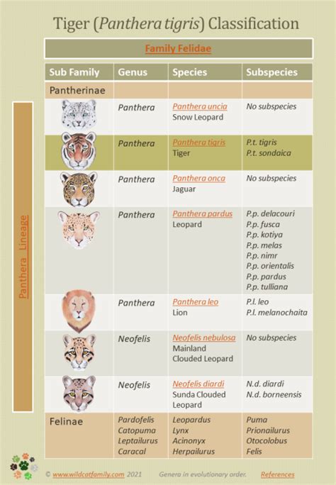 Zoology Animal Classification