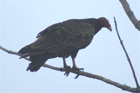 Turkey Vulture In Emmett County Mi Flickr Photo Sharing