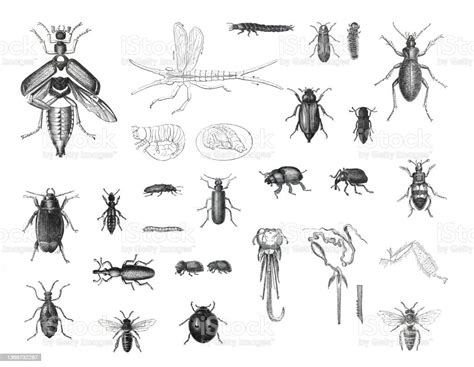 Big Insects Collection Bugs Beetles And Fleas Many Species Hand Drawn Vintage Illustration Retro