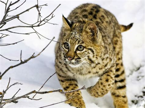 Lynx Cat ~ Cats World