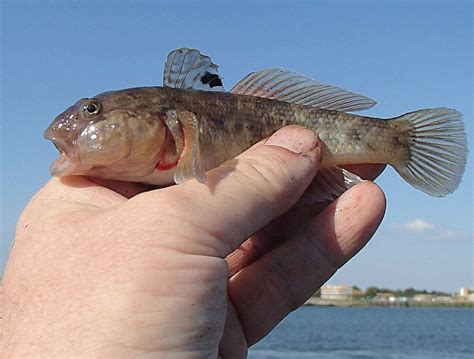 Pa Environment Digest Blog Invasive Round Gobies May Be Poised To