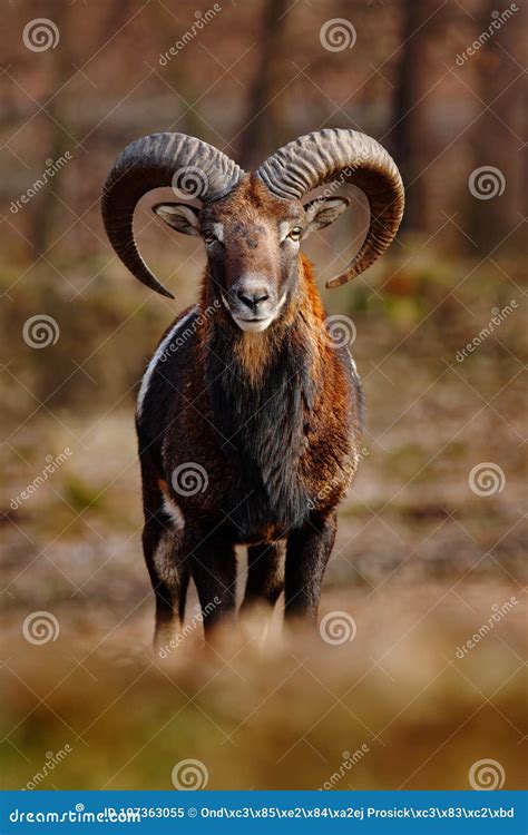 Mouflon Ovis Orientalis Forest Horned Animal In The Nature Habitat