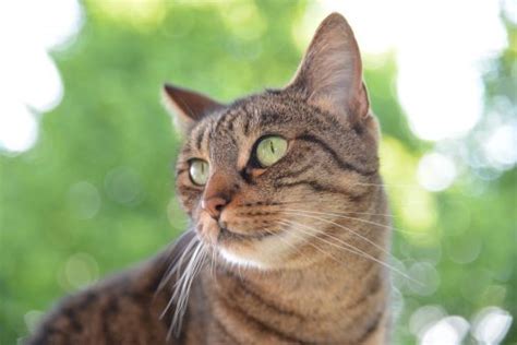 12 warning signs of cancer in cats weight loss, even if your kitty seems to be eating the same amount as ever. How to Tell If Your Cat Has Cancer | Canna-Pet®