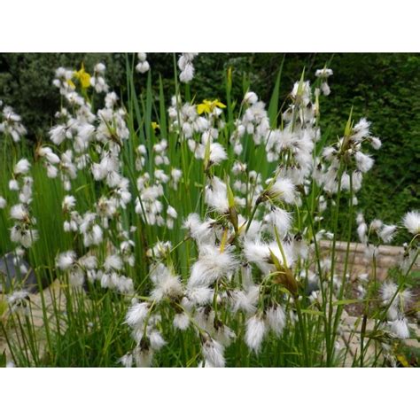 Buy Eriophorum Angustifolium