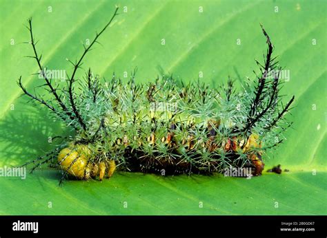 Caterpillar Identification A Visual Guide To 32 Types Of 44 Off