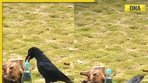 Viral Video Remember The Thirsty Crow Story Take A Real Life Look At It