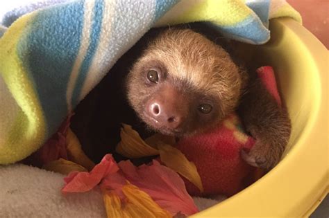 These Smiling Baby Sloths Will Cheer You Up