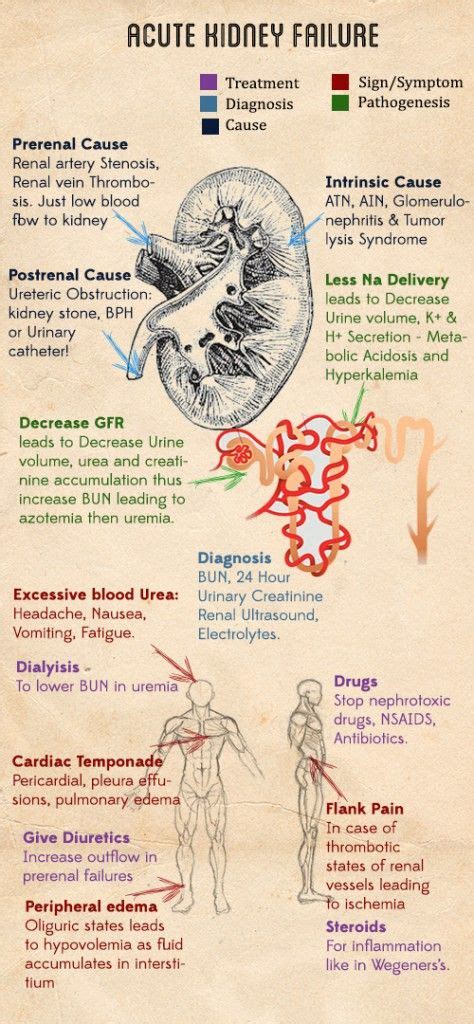 Everything About Acute Renal Failurecausediagnosissignandsymptoms