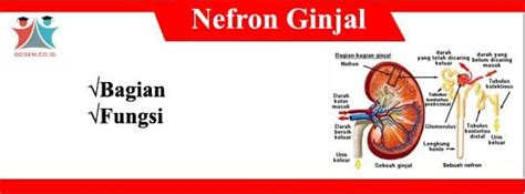 Ginjal kiri berada pada tingkat tulang belakang t12 hngga l3, sedangkan ginjal kanan sedikit lebih rendah. √7 Bagian-Bagian Nefron Ginjal, Fungsi Serta Gambarnya