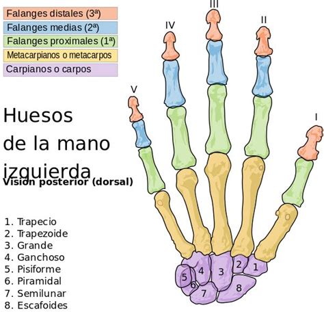 Scheme Human Hand Bones Es Comsvg Anatomía Del Esqueleto Humano