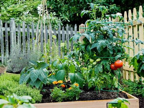 Advice For Companion Planting In Your Vegetable Garden Hgtv