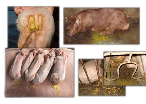Piglet Diarrheas A Common Problem Explained