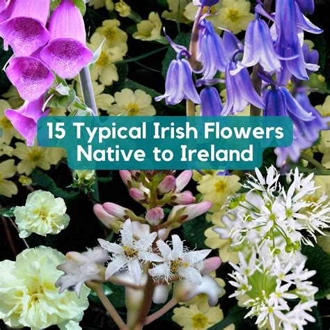 15 Typical Irish Flowers Native To Ireland Ireland Wide