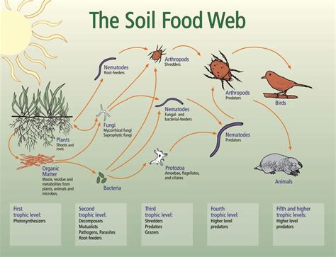 Fabulous Infographics About Soil Health Infographic Food Web