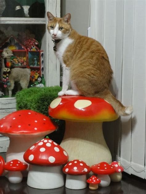 The answer to it is that it depends. Can Cats Eat Mushrooms? Are Mushrooms Safe For Cats ...