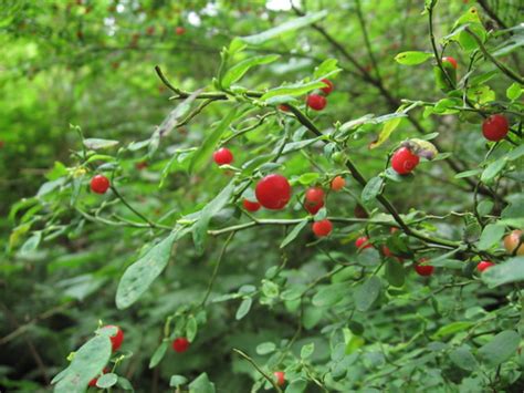 Red Huckleberry The Edible And Medicinal Plants Of The Pacific