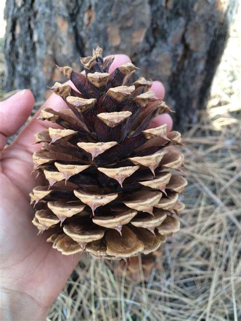 Ponderosa Pine Cones Harvest Of 2022 Etsy Canada