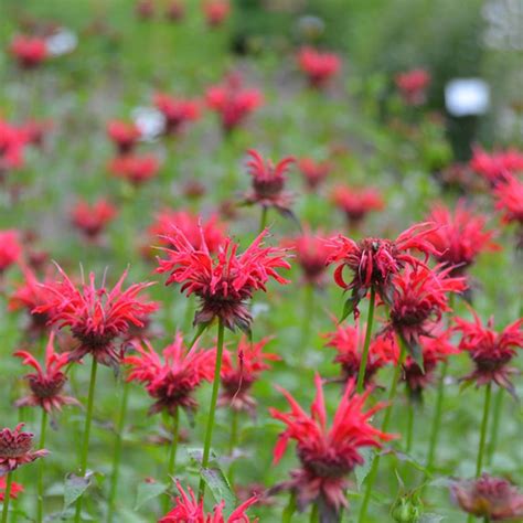 Buy Gardenview Scarlet Bee Balm Perennials From Gurneys