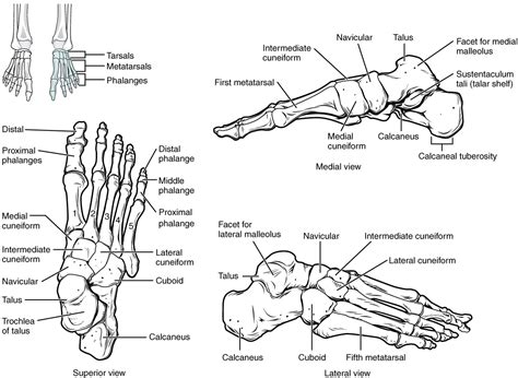 Left Foot Anatomy Bones