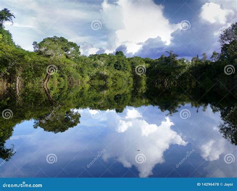 Amazon River Stock Photo Image Of Peru Brazil Habitat 14296478