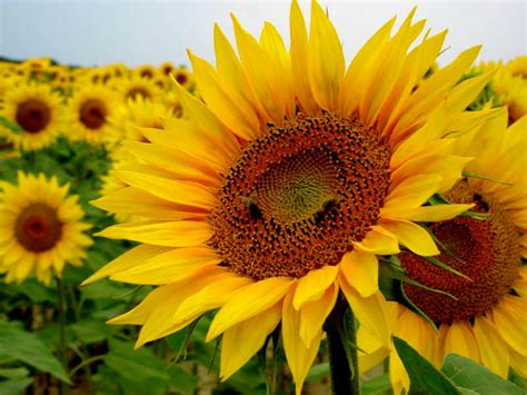Helianthus Annuus Sunflower World Of Flowering Plants