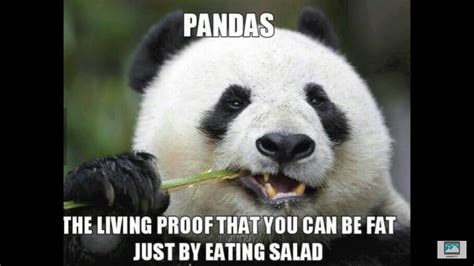 Pin By Emmalafevers On Animals Panda Diet Humor Funny Jokes