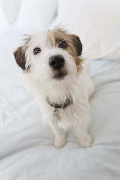 groom  wire haired parson russell terrier pets