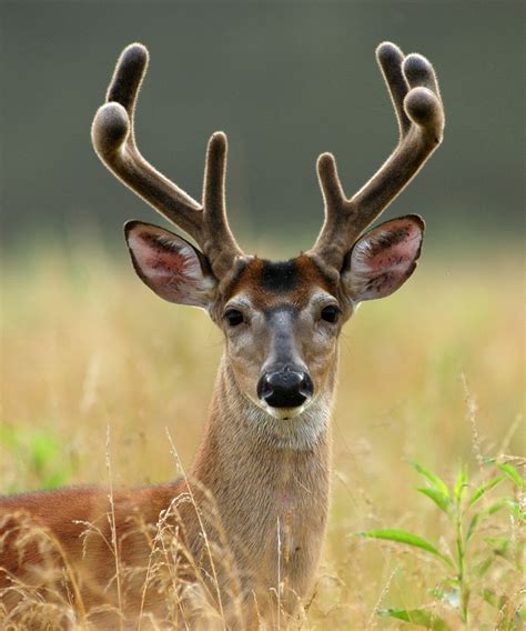 Smoky Mountain Are You A Female Deer