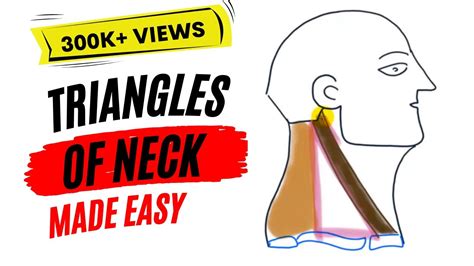 Triangles Of Neck Made Easy Youtube