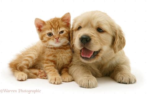 Each family owns a small business. Kitten And Puppy Wallpaper Desktop | Cute puppies and ...