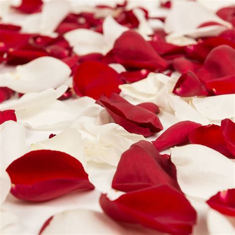 Red And White Rose Petals Approximately 3000 Units