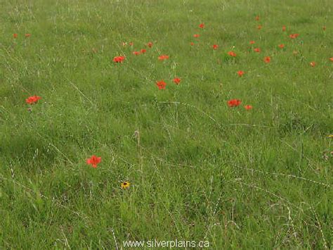 Prairie Lily Silver Plains Project