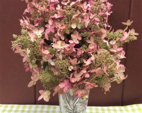 Naturally Dried Paniculata Lace Cap Hydrangeas Bouquet 12 Stems With A