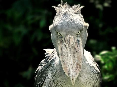 Are Shoebills Dangerous All You Need To Know Birdfact