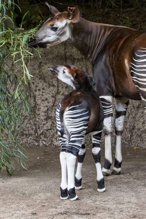 Although They Bear A Resemblance To Zebras Okapis Weird Animals